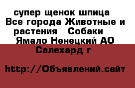 супер щенок шпица - Все города Животные и растения » Собаки   . Ямало-Ненецкий АО,Салехард г.